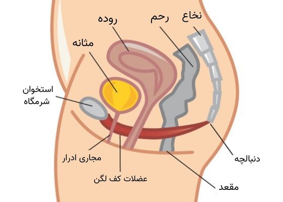 عضلات قوی کف لگن